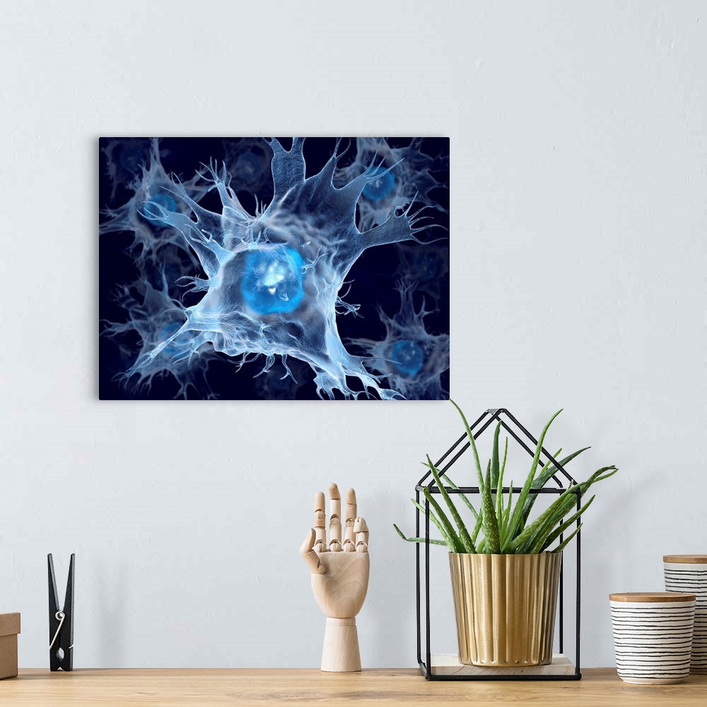 A bohemian room featuring Dendritic cells, computer artwork. Dendritic cells, a type of white blood cell and part of the bo...