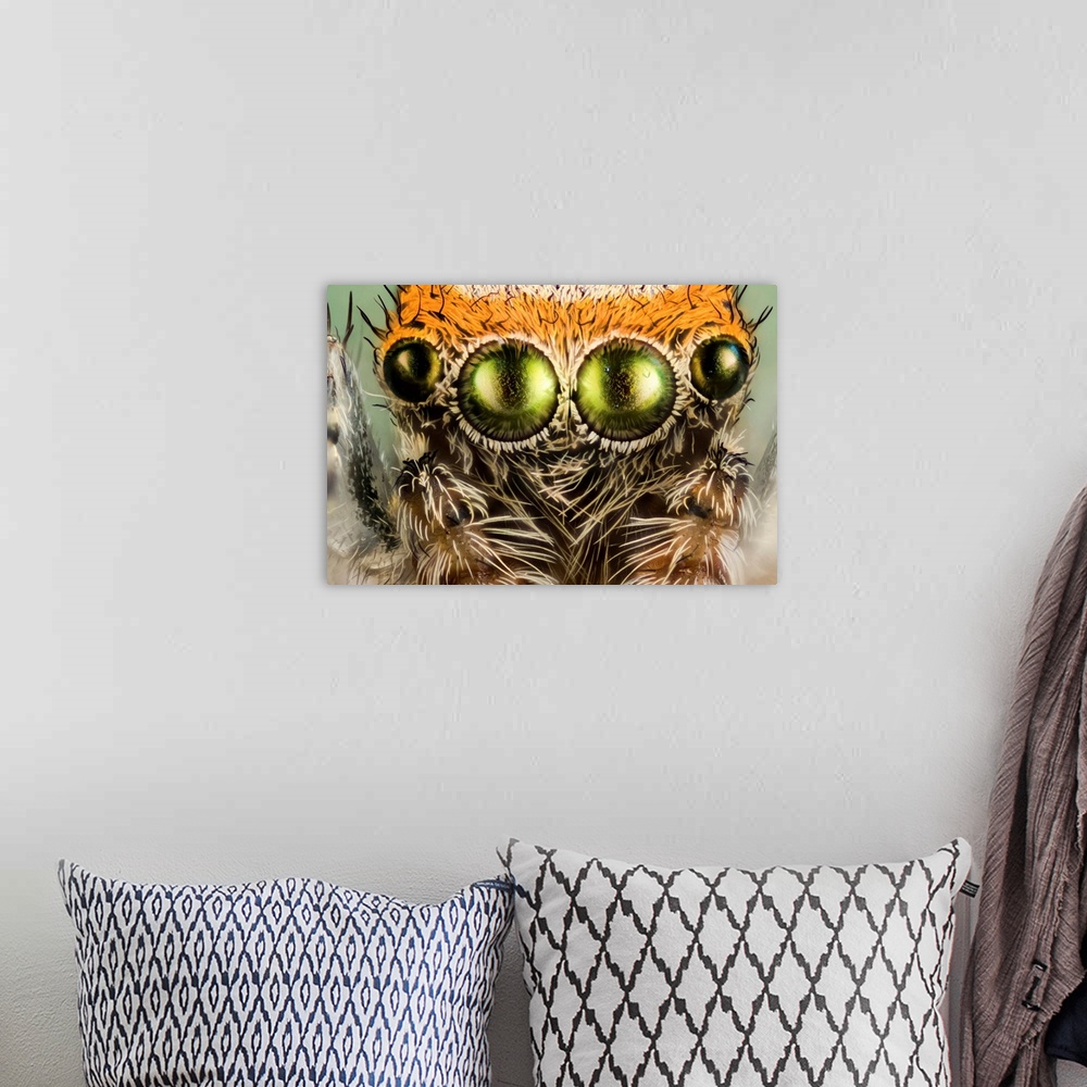 A bohemian room featuring Eyes of a jumping spider. Close-up macrophotograph of four of the simple eyes (ocelli) of a Saiti...