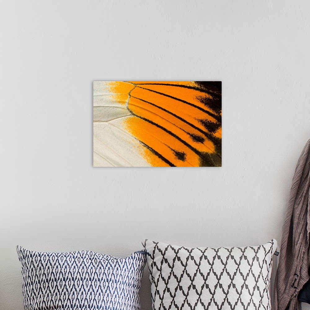 A bohemian room featuring A macro abstract image of an upper wing section of a giant orange-tip butterfly (Hebomoia glaucip...
