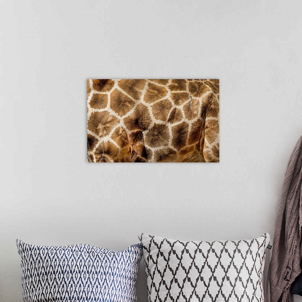 A bohemian room featuring The image shows the skin pattern of an old Giraffe (Giraffa camelopardalis). Photographed in Kgal...
