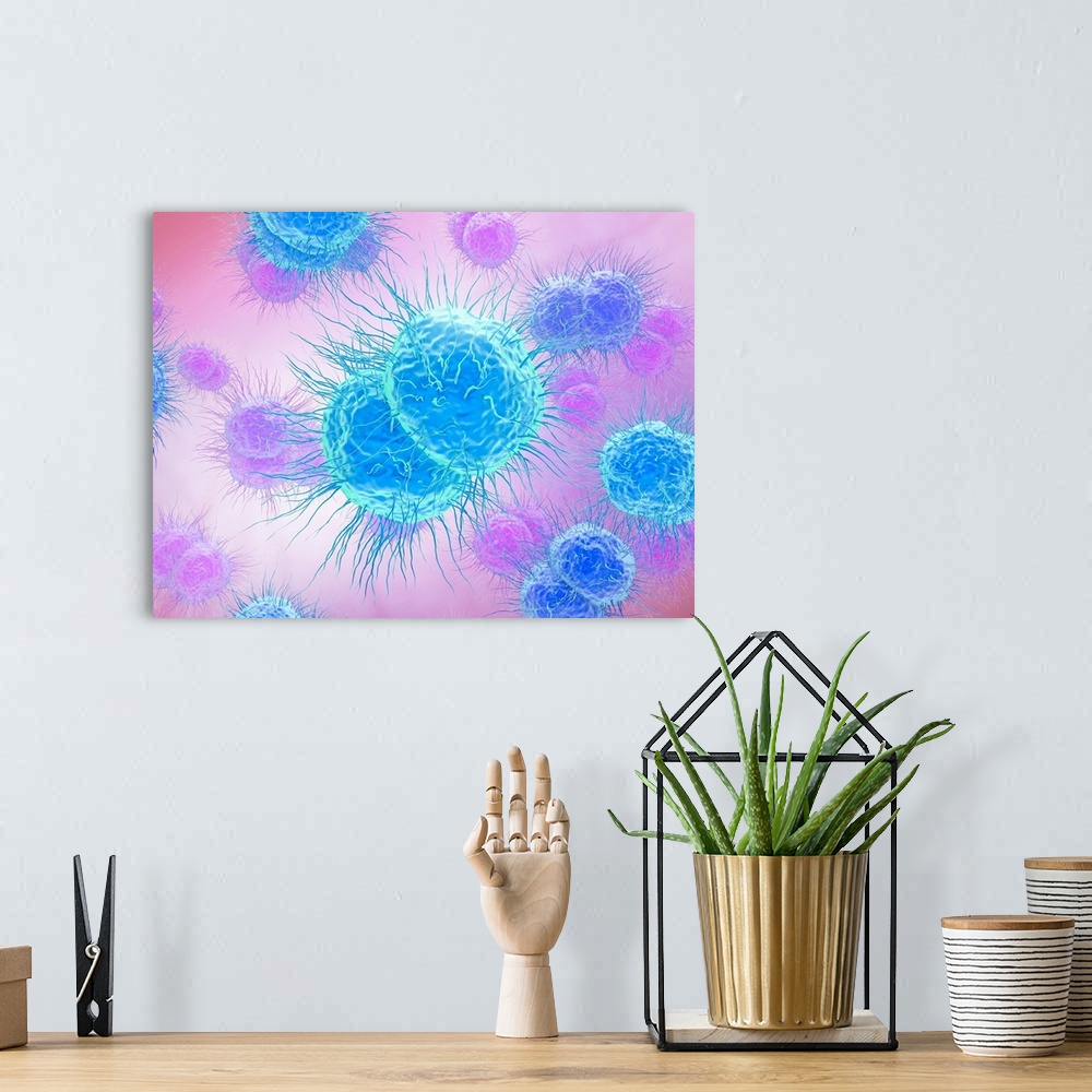 A bohemian room featuring Computer illustration of Neisseria gonorrhoeae bacteria, the cause of the sexually transmitted in...