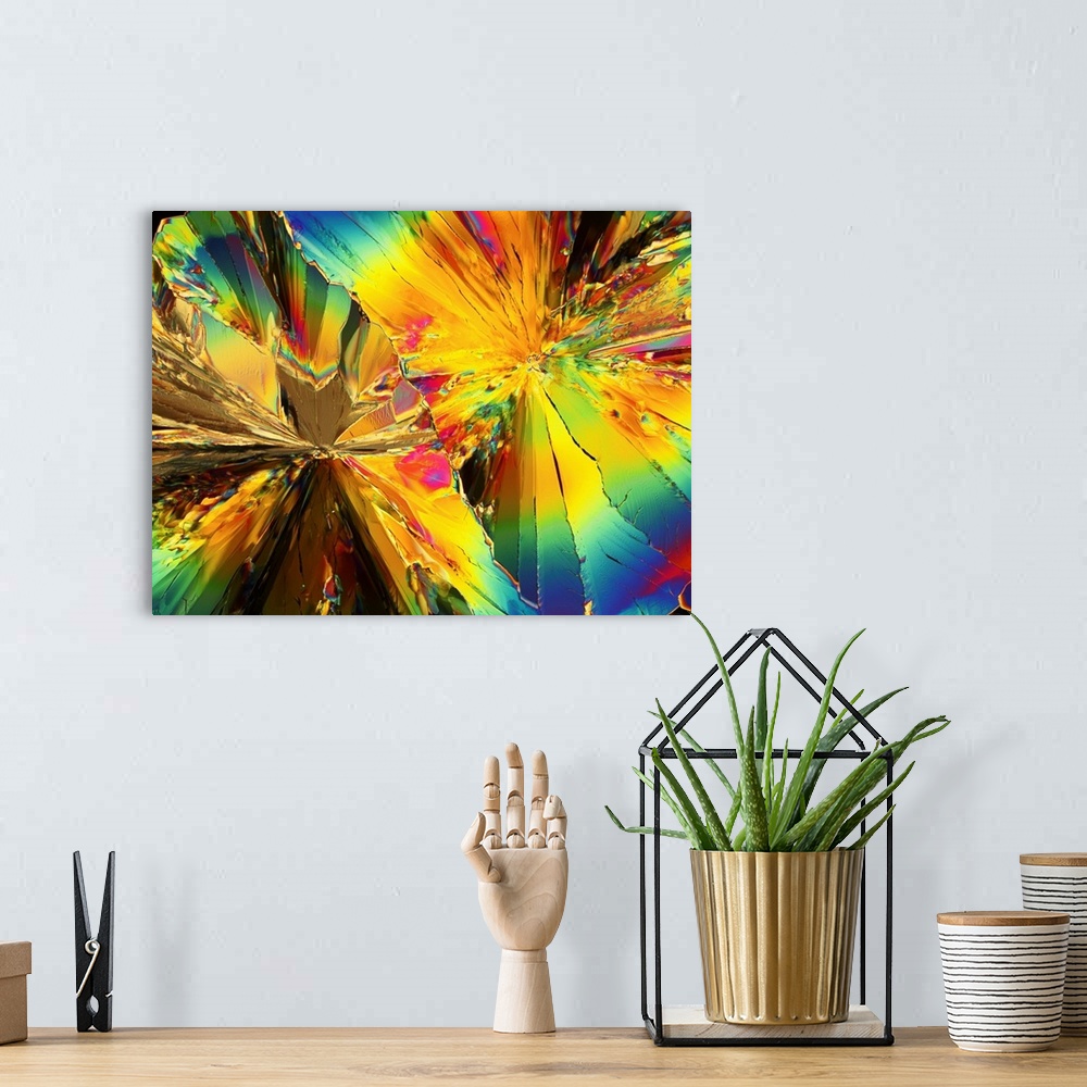 A bohemian room featuring Polarised light micrograph of crystals of citric acid, now known as tricarboxylic acid. Citric ac...