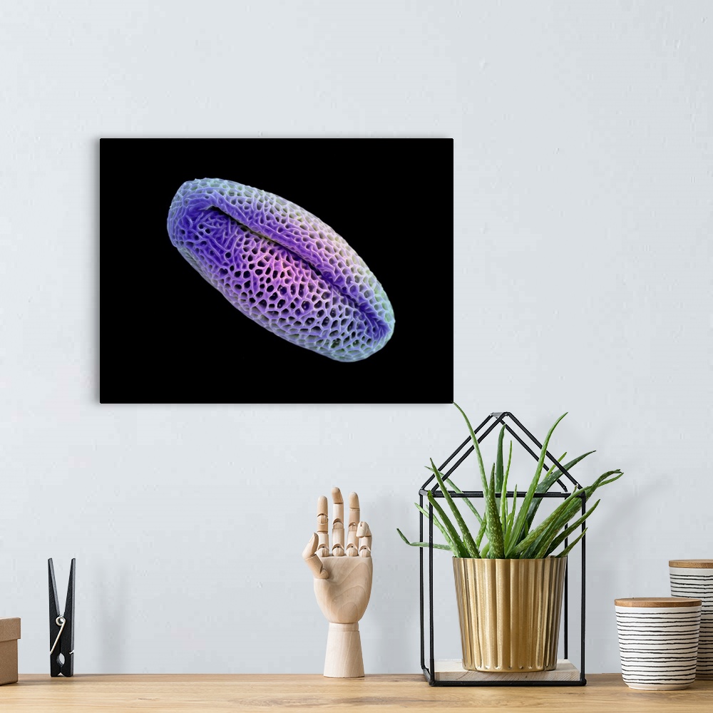 A bohemian room featuring Lisianthus pollen. Coloured scanning electron micrograph (SEM) of a pollen grain from a lisianthu...