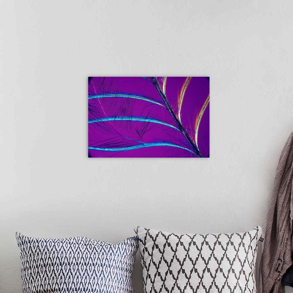 A bohemian room featuring Polarised light micrograph of a neck feather from Garrulus glandarius, a jay. X 16 (purple)