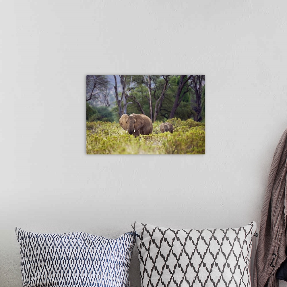 A bohemian room featuring An elephant and its baby are photographed from a distance as they walk through tall brush.