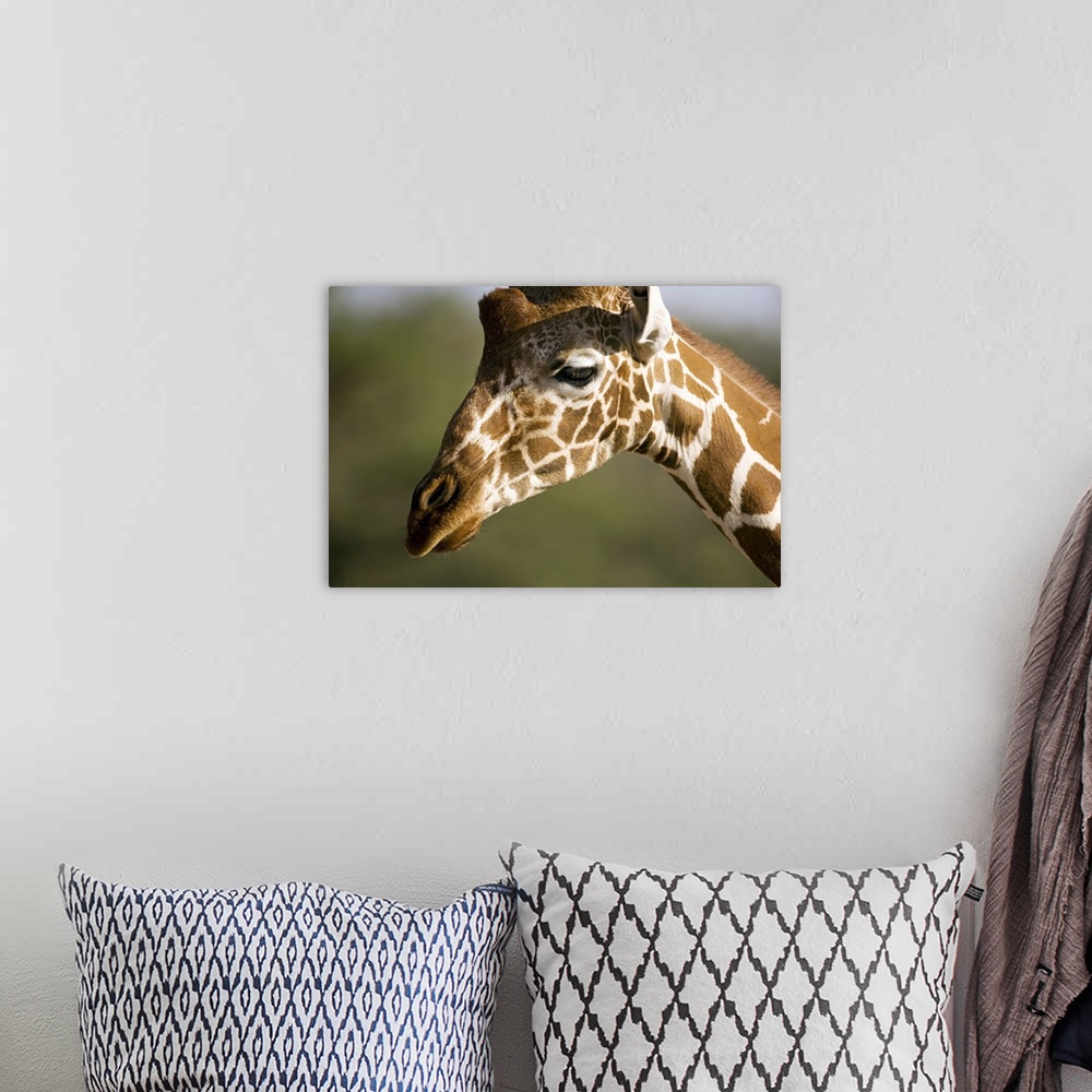 A bohemian room featuring African Giraffe