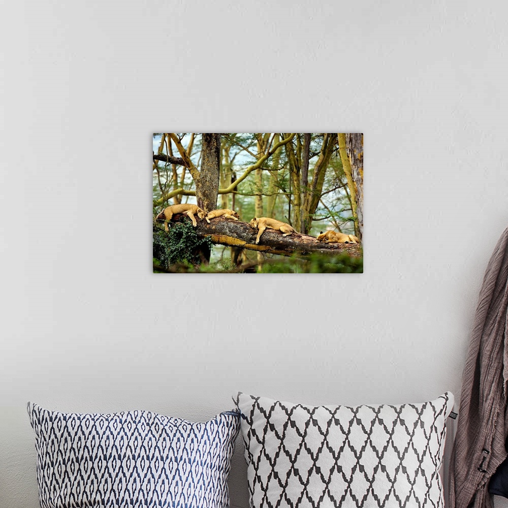 A bohemian room featuring A horizontal photograph of four big cats sleeping on a fallen log in the forest that is perfect f...