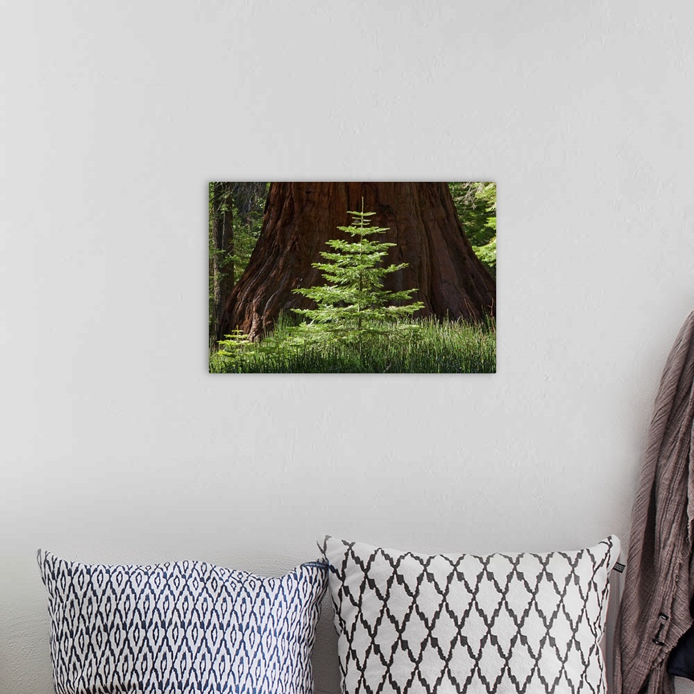 A bohemian room featuring Symmetrically composed photo of a small sapling growing next to a huge, full-grown tree in the wo...