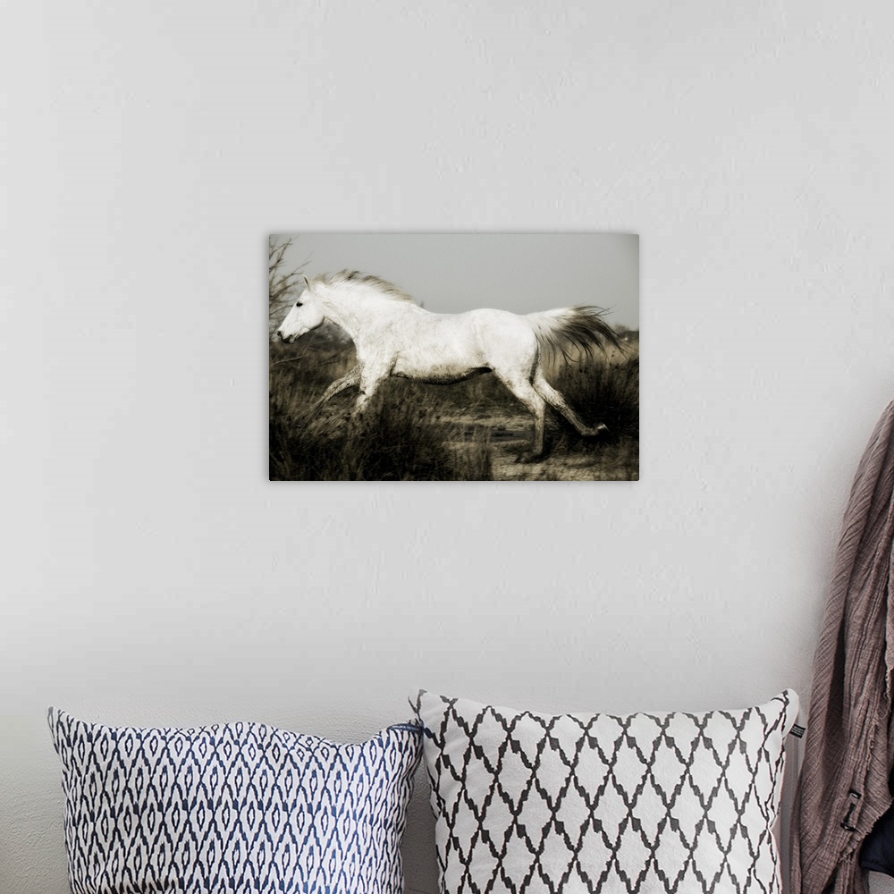 A bohemian room featuring Camargue horse running at sunset, Arles, France
