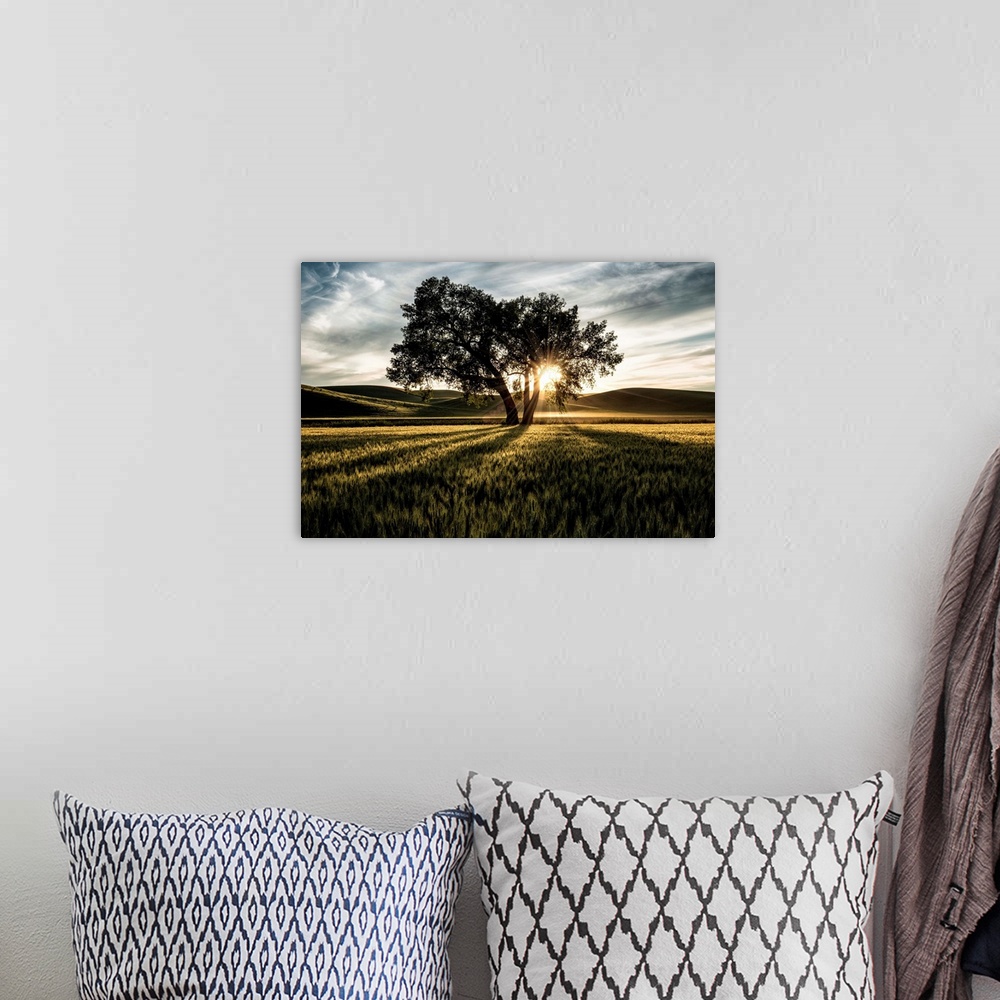 A bohemian room featuring Lone tree with clouds at sunset in the Palouse, Washington.
