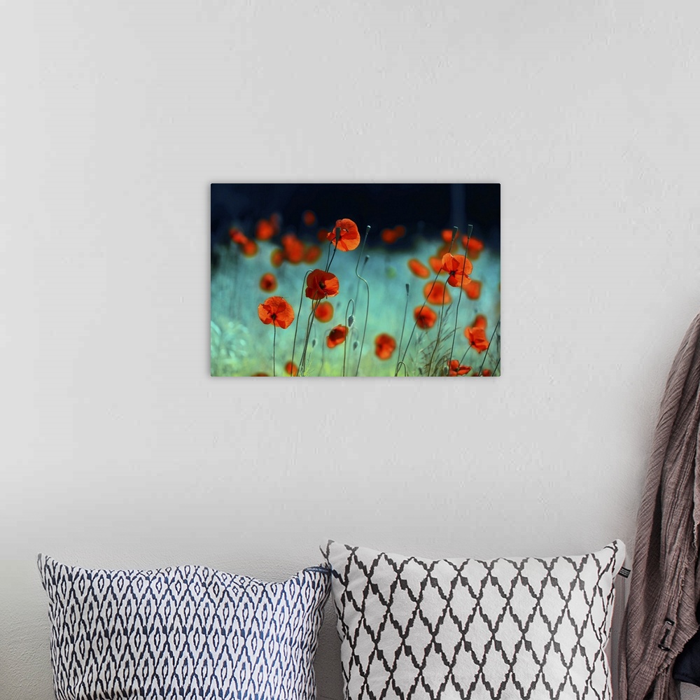 A bohemian room featuring Blooming Red Poppies In A Field In Spring