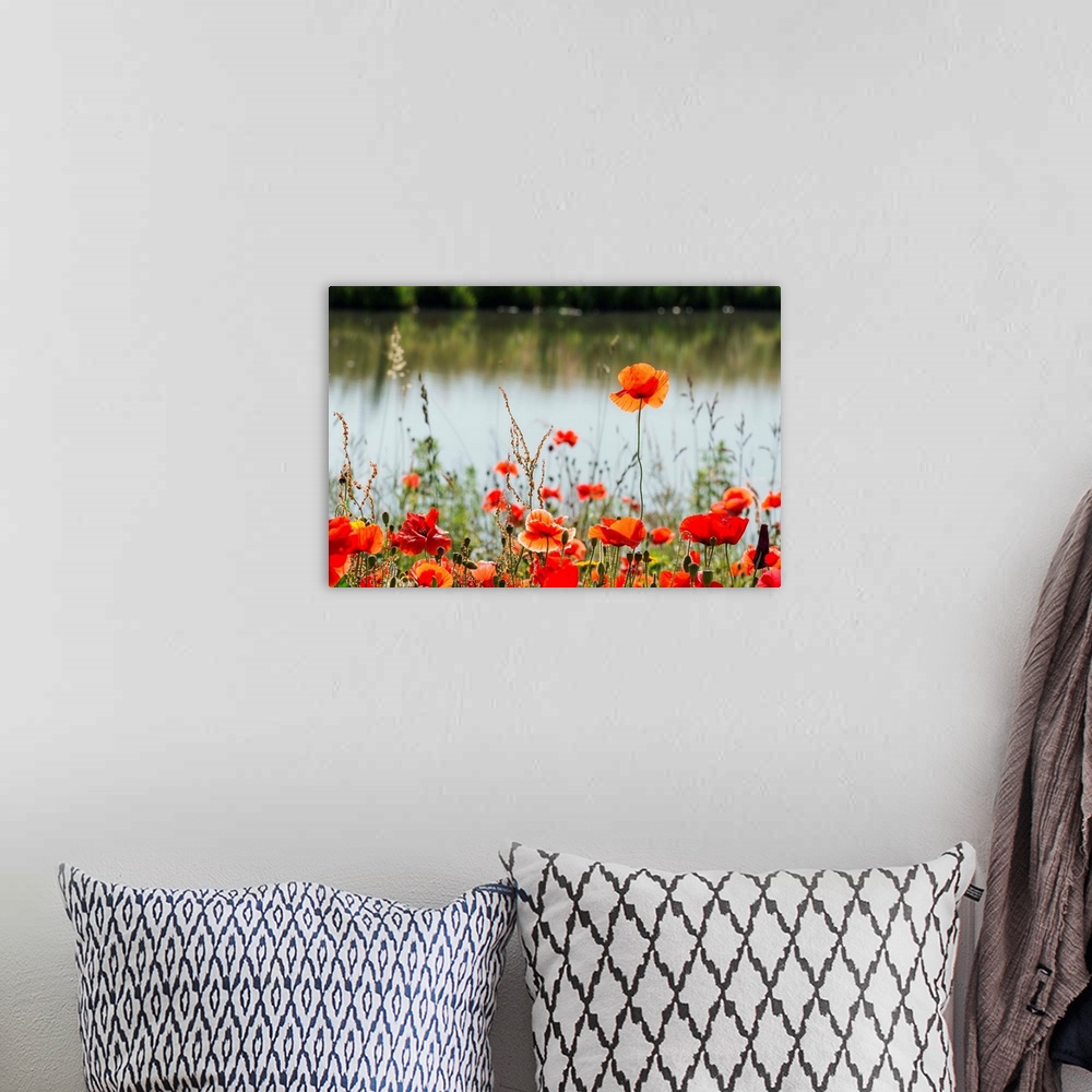 A bohemian room featuring Budding and flowering Poppy at the edge of the water.