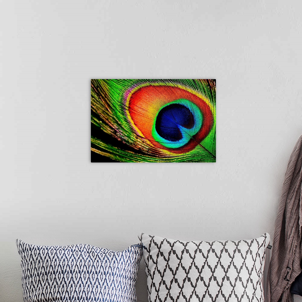 Peacock Feather Close-up Solid-Faced Canvas Print