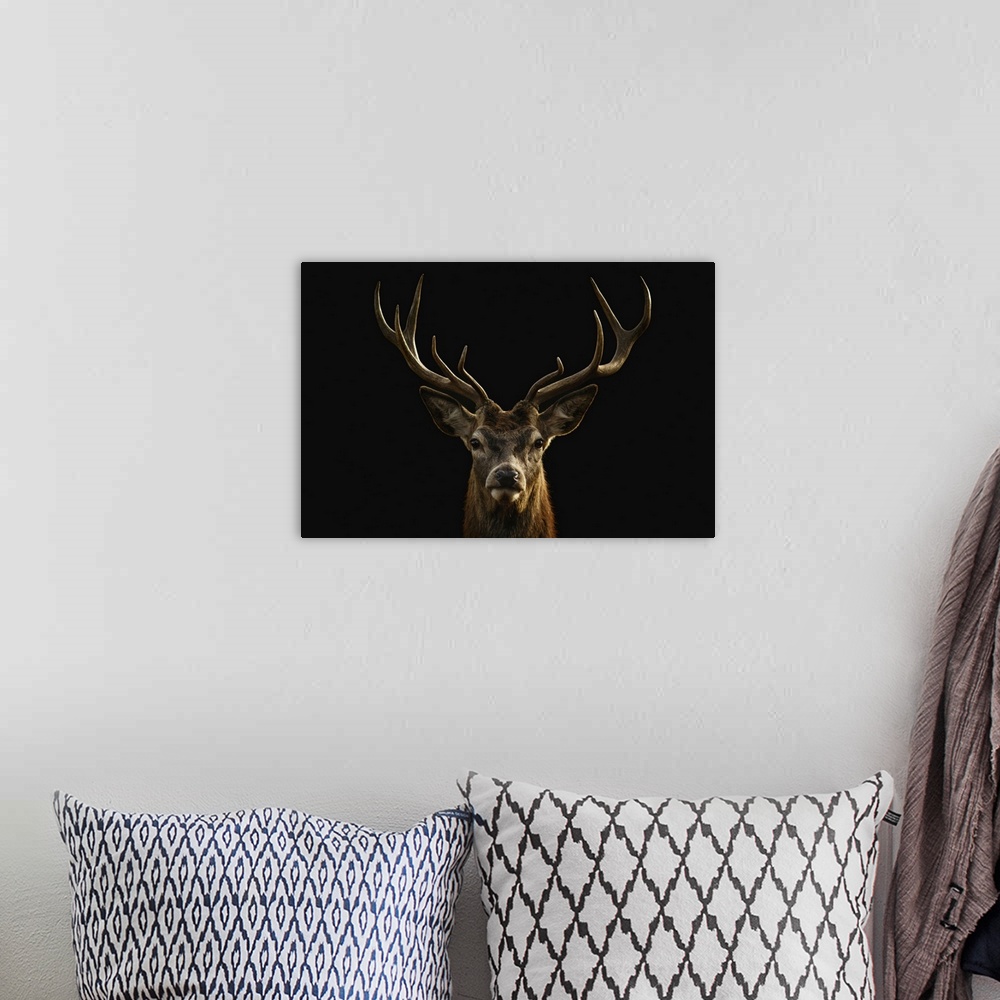 A bohemian room featuring Red deer portrait on black background.