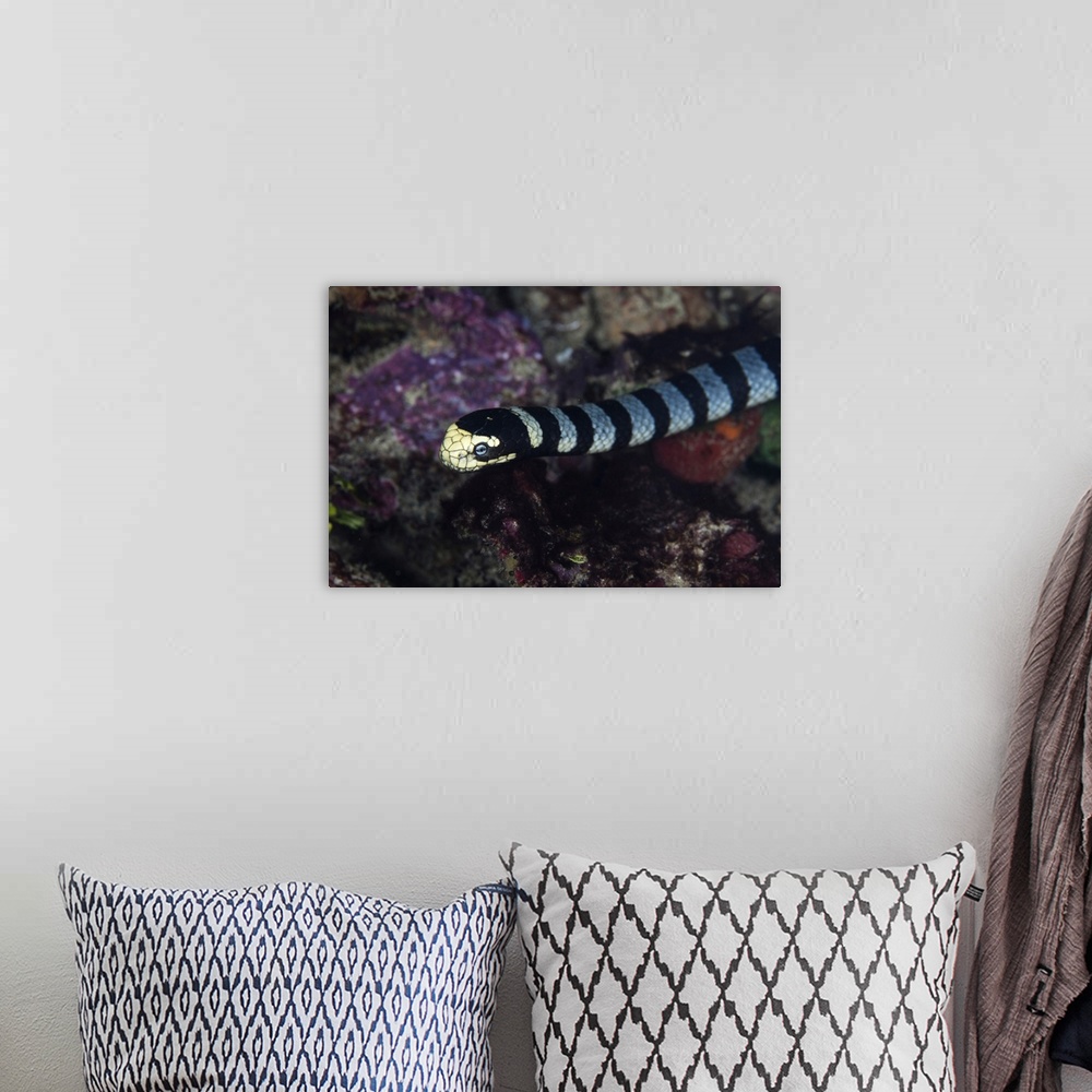 A bohemian room featuring A banded sea krait, Laticauda colubrina, searches for prey on a coral reef.