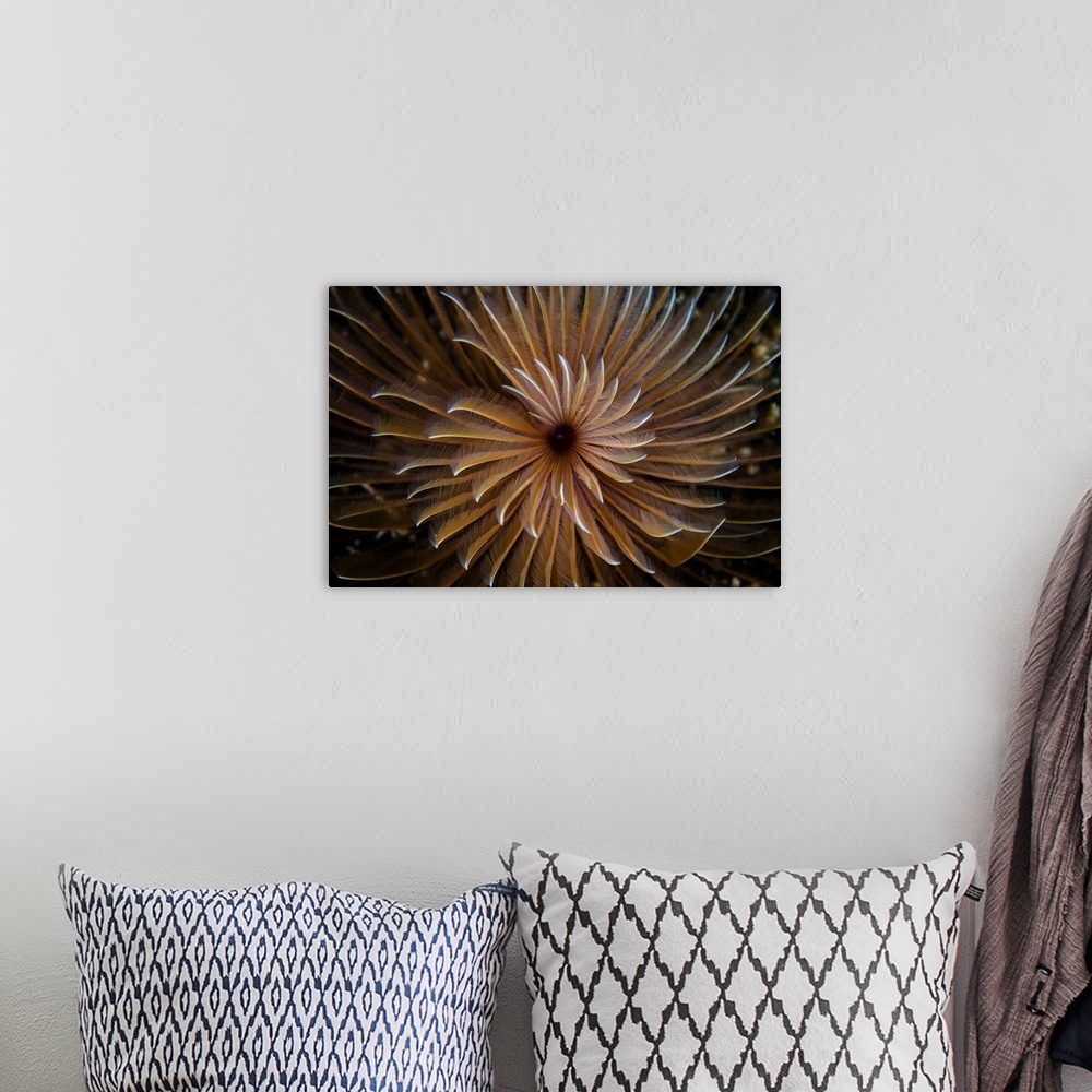 A bohemian room featuring A beautiful feather duster worm spreads its feeding tentacles.