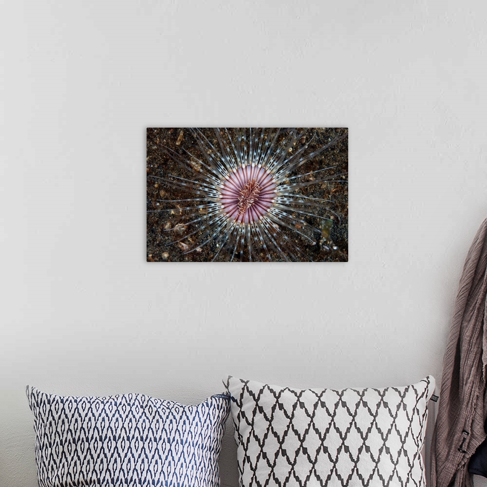 A bohemian room featuring A colorful Cerianthid tube-dwelling anemone spreads its tentacles.