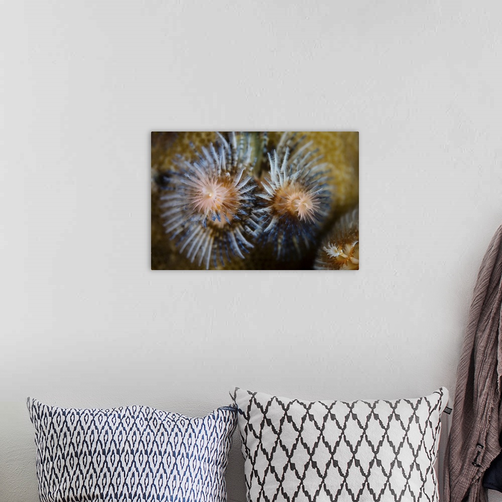A bohemian room featuring A colorful Christmas tree worm.