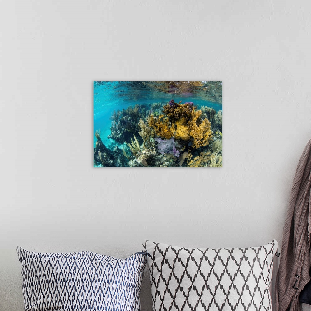 A bohemian room featuring A colorful coral reef full of gorgonians, grows along the edge of Turneffe Atoll.