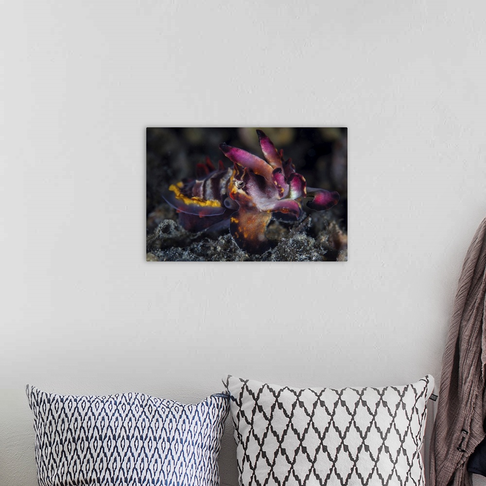 A bohemian room featuring A colorful flamboyant cuttlefish crawls across the sandy seafloor.