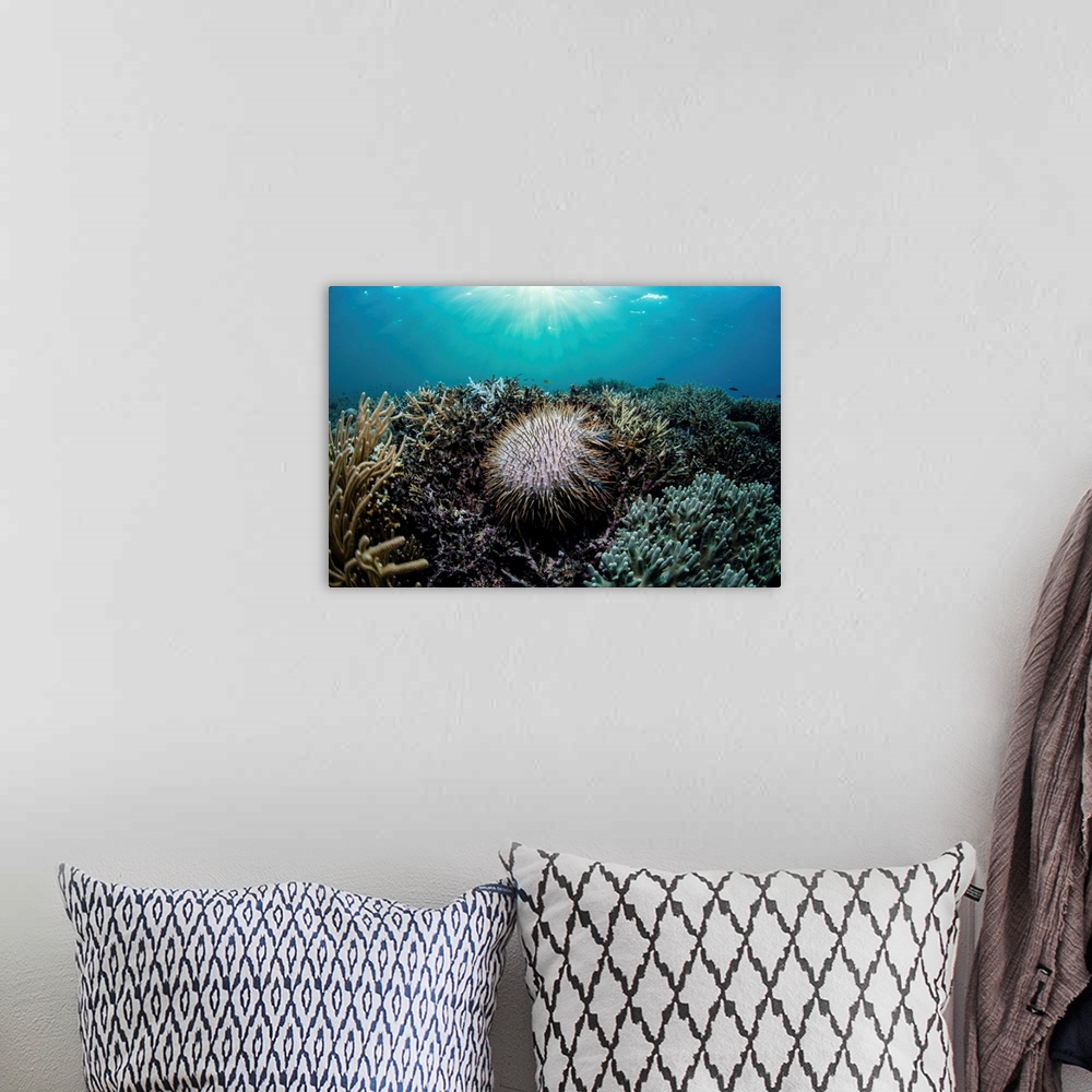 A bohemian room featuring A Crown of Thorns starfish, Acanthaster planci, feeds on living corals.