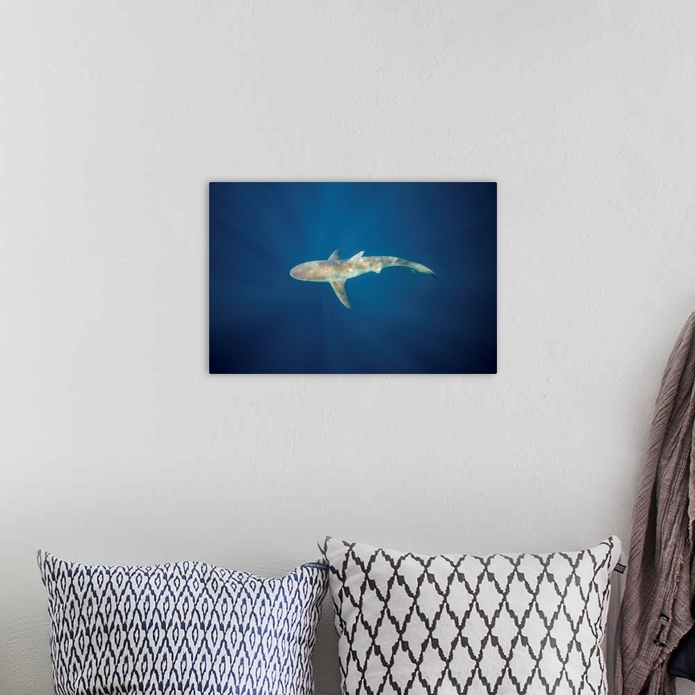 A bohemian room featuring A dusky shark in the blue waters of South Africa.