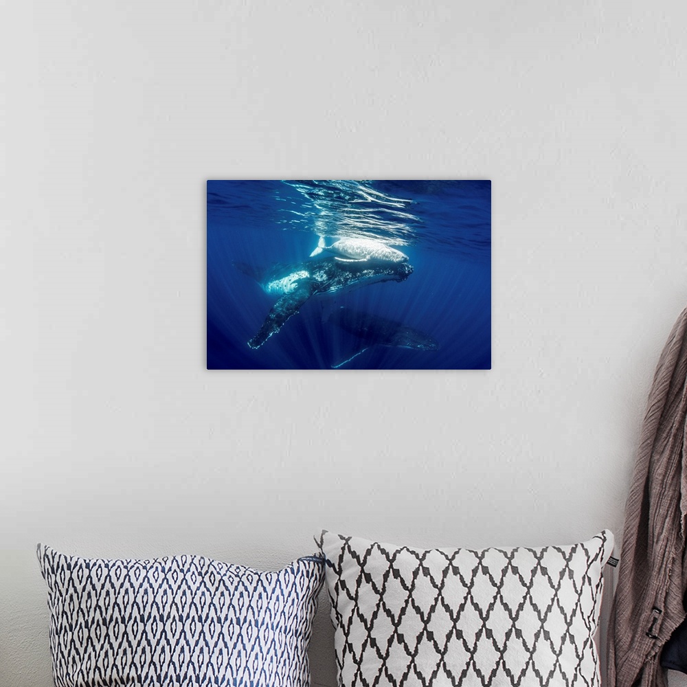 A bohemian room featuring A family of humpback whales swimming through the sea.