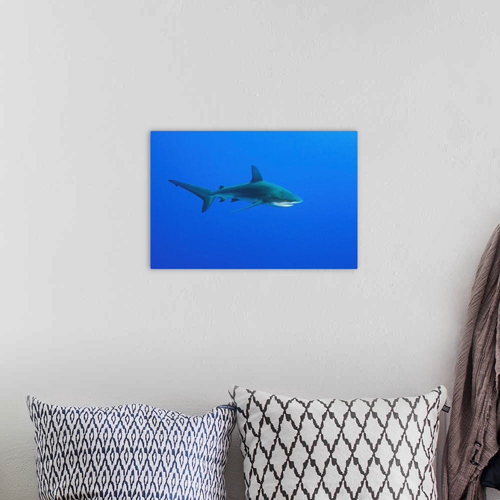 A bohemian room featuring A Galapagos shark swimming in open blue ocean.