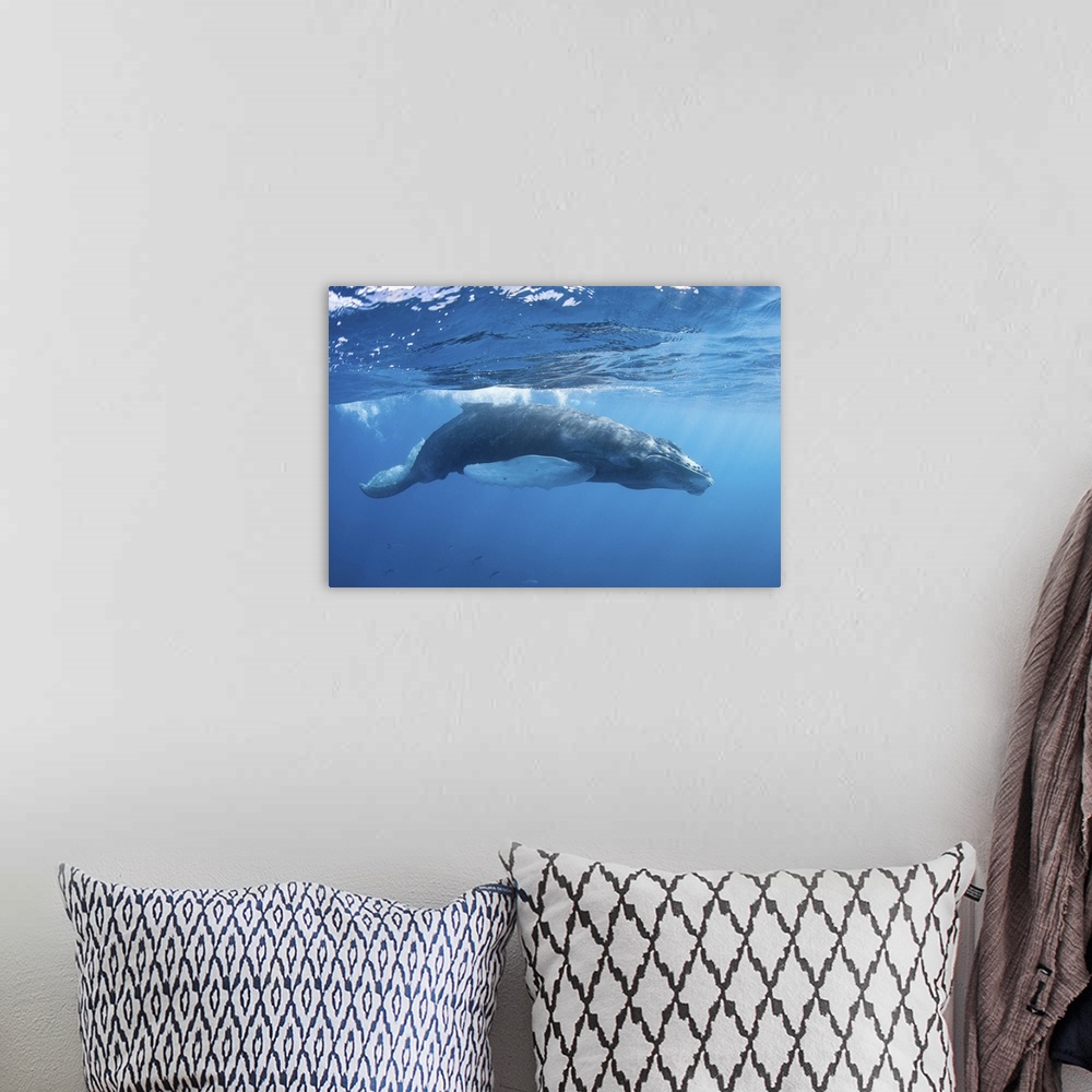 A bohemian room featuring A humpback whale calf in the Caribbean Sea.