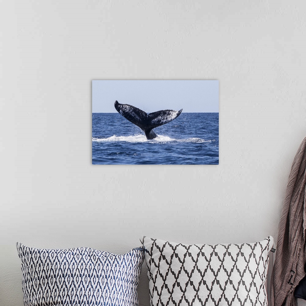 A bohemian room featuring A humpback whale raises its powerful tail as it dives into the Caribbean Sea.