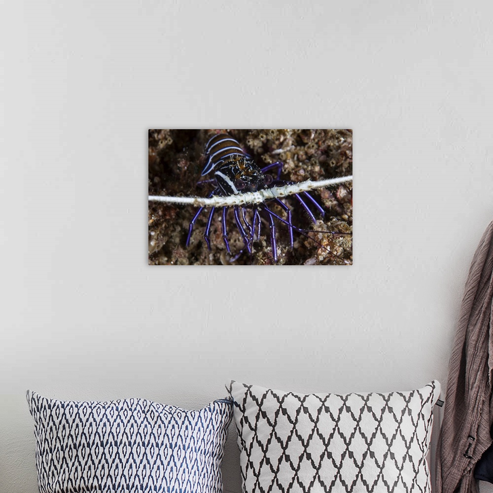 A bohemian room featuring A juvenile painted spiny lobster (Panulirus versicolor).