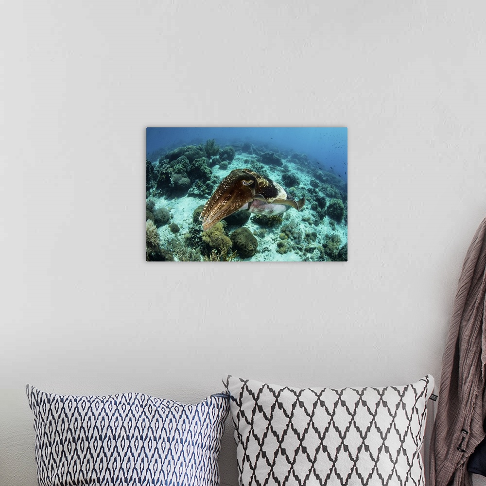 A bohemian room featuring A large broadclub cuttlefish, Sepia latimanus, hovers over a coral reef.