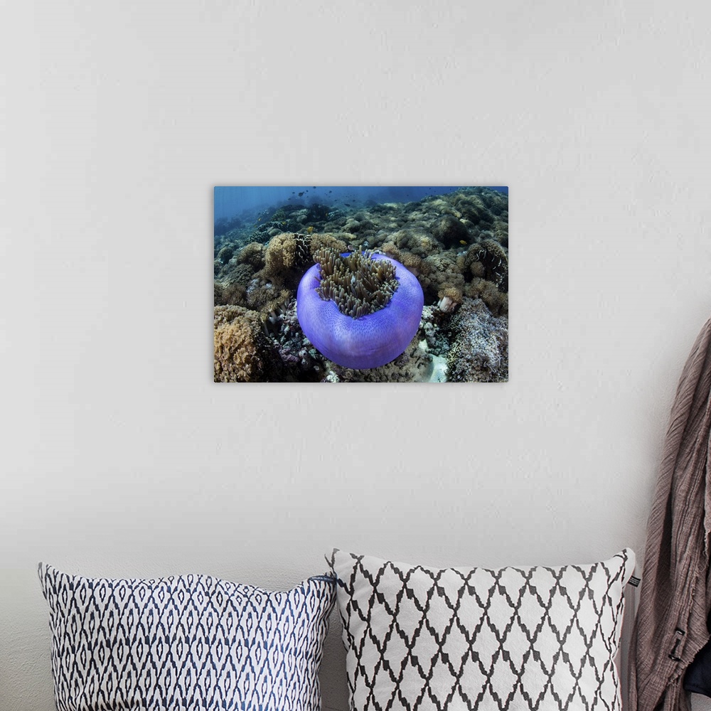 A bohemian room featuring A magnificent sea anemone grows on a reef in Indonesia.