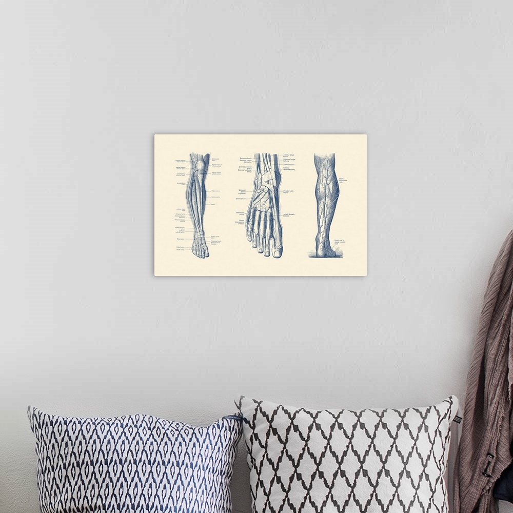 A bohemian room featuring A multi view of the human leg and foot, showcasing the veins, tendons and arteries.