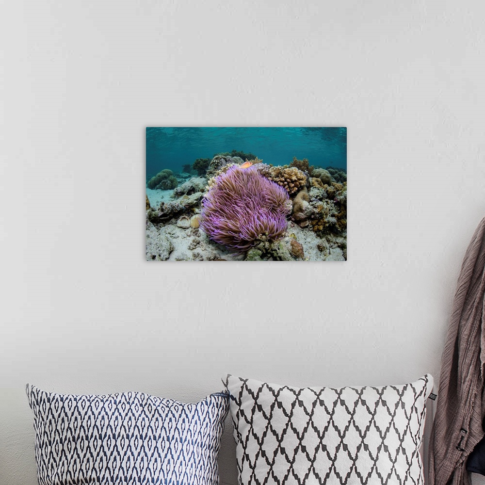 A bohemian room featuring A pink anemonefish, Amphiprion perideraion, swims above its host anemone.