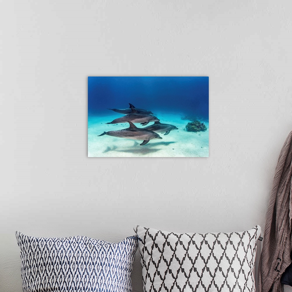 A bohemian room featuring A pod of four dolphins swim playfully in the Red Sea.