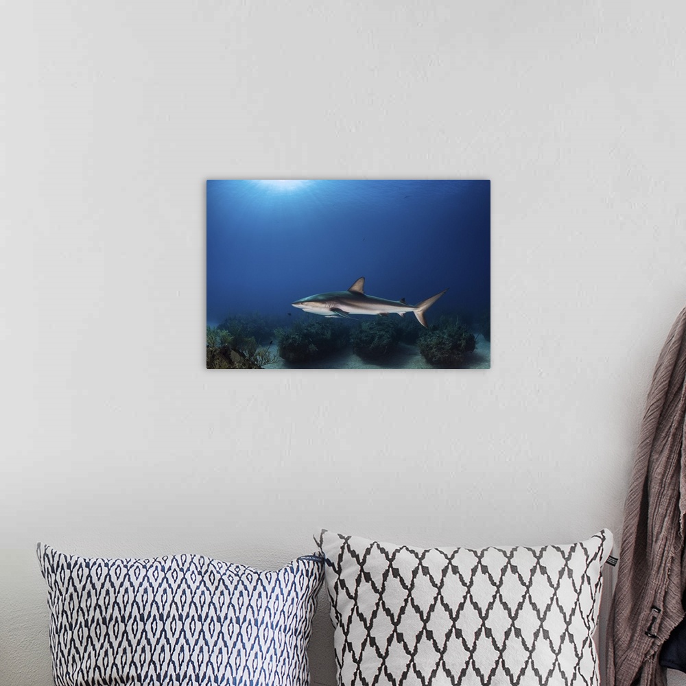 A bohemian room featuring A reef shark swims over coral bommies in the Bahamas.