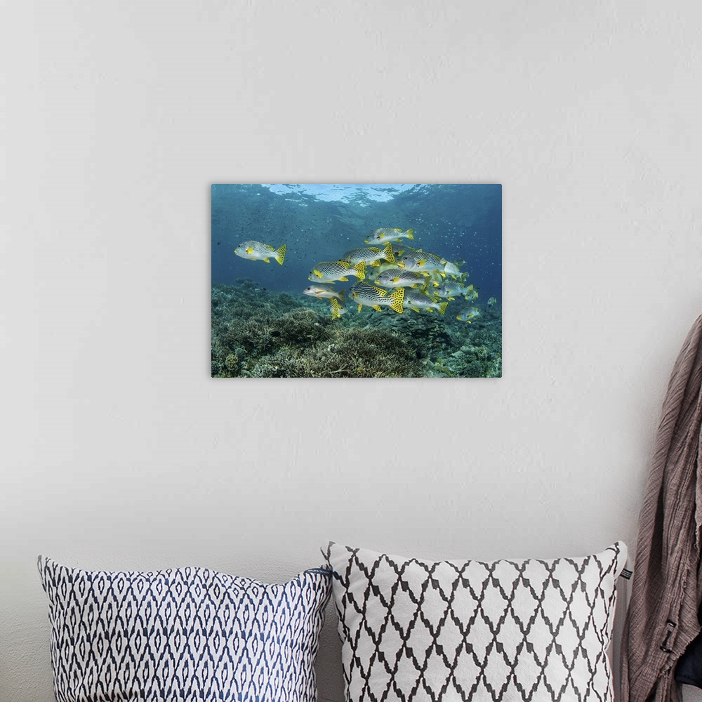 A bohemian room featuring A school of lined sweetlips swimming above a coral reef in Raja Ampat, Indonesia.