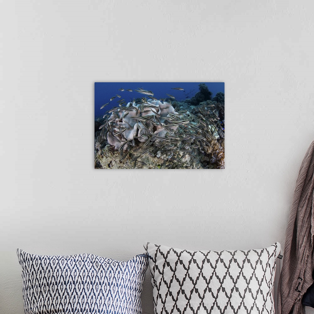 A bohemian room featuring A school of striped eel catfish swarms over a reef searching for food.