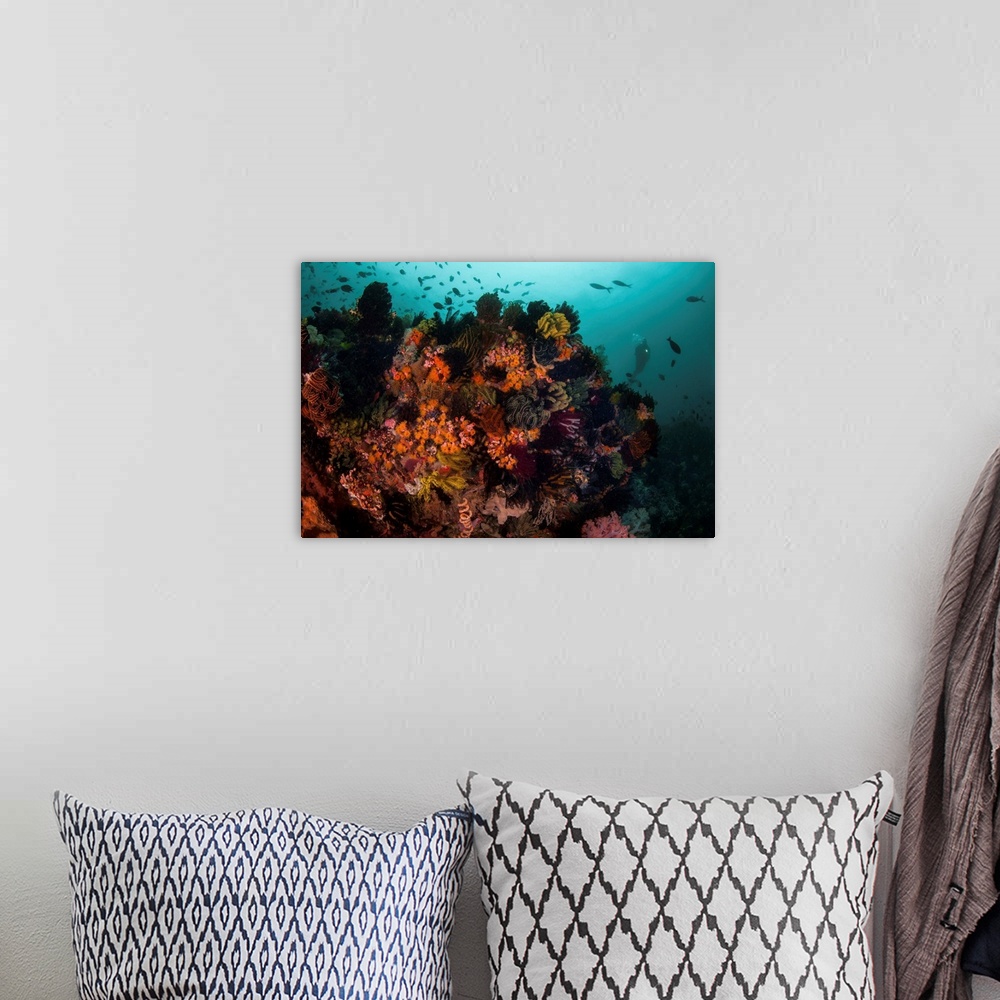 A bohemian room featuring A scuba diver explores a coral reef in Komodo National Park, Indonesia.