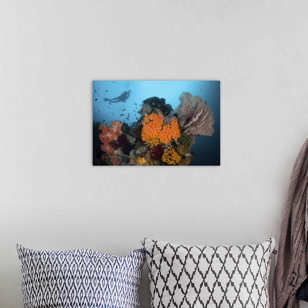 A bohemian room featuring A scuba diver explores a coral reef in Komodo National Park, Indonesia.