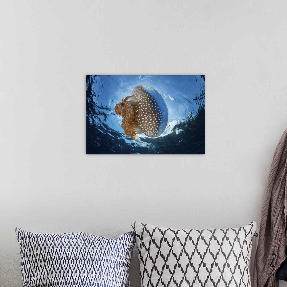 A bohemian room featuring A white-spotted jellyfish drifts in a strong current in the Lesser Sunda Islands.
