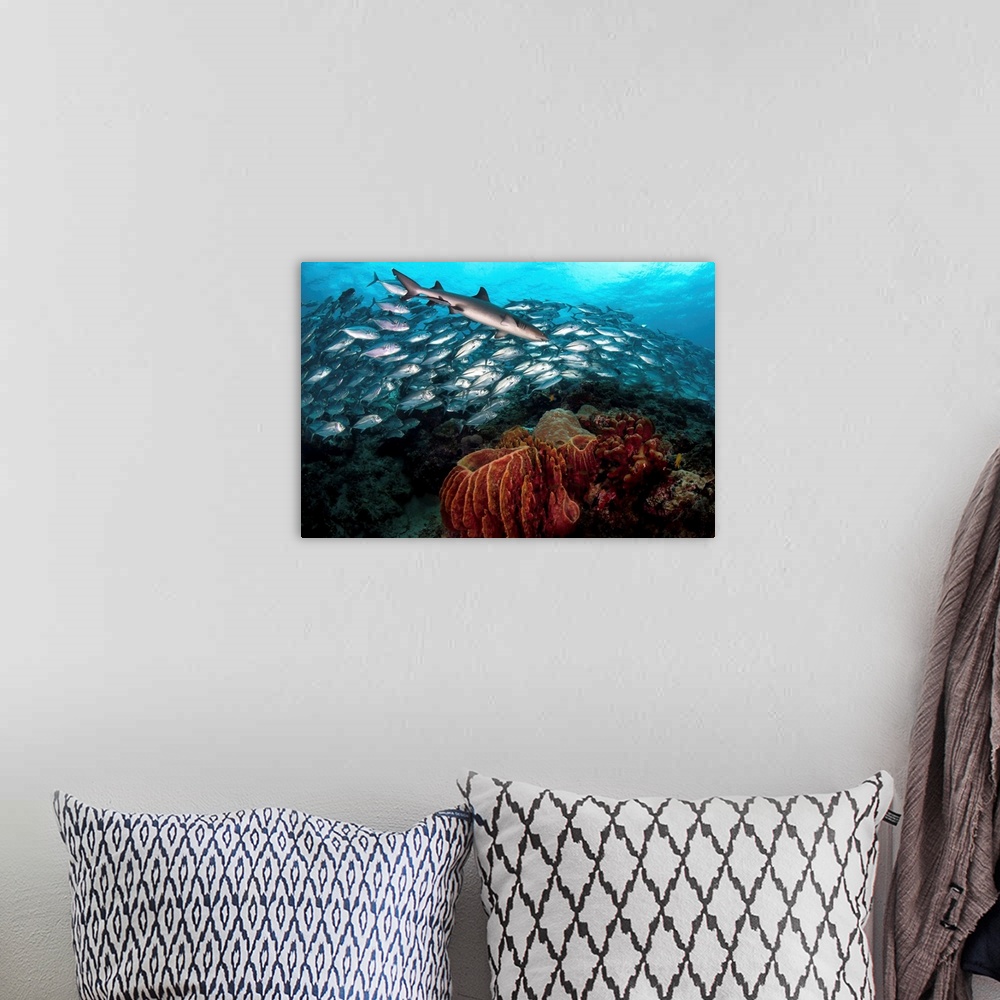 A bohemian room featuring A whitetip reef shark swims in front of a school of bigeye trevally.