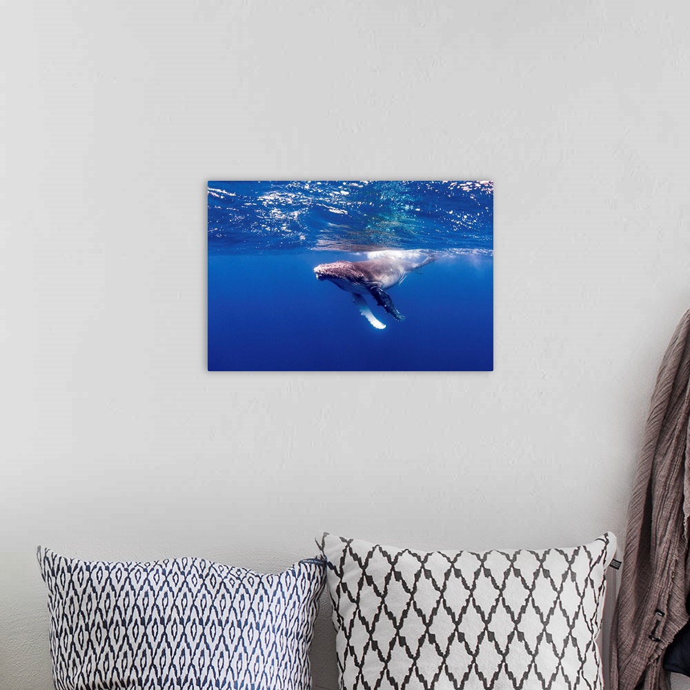 A bohemian room featuring A young humpback whale plays on the surface.