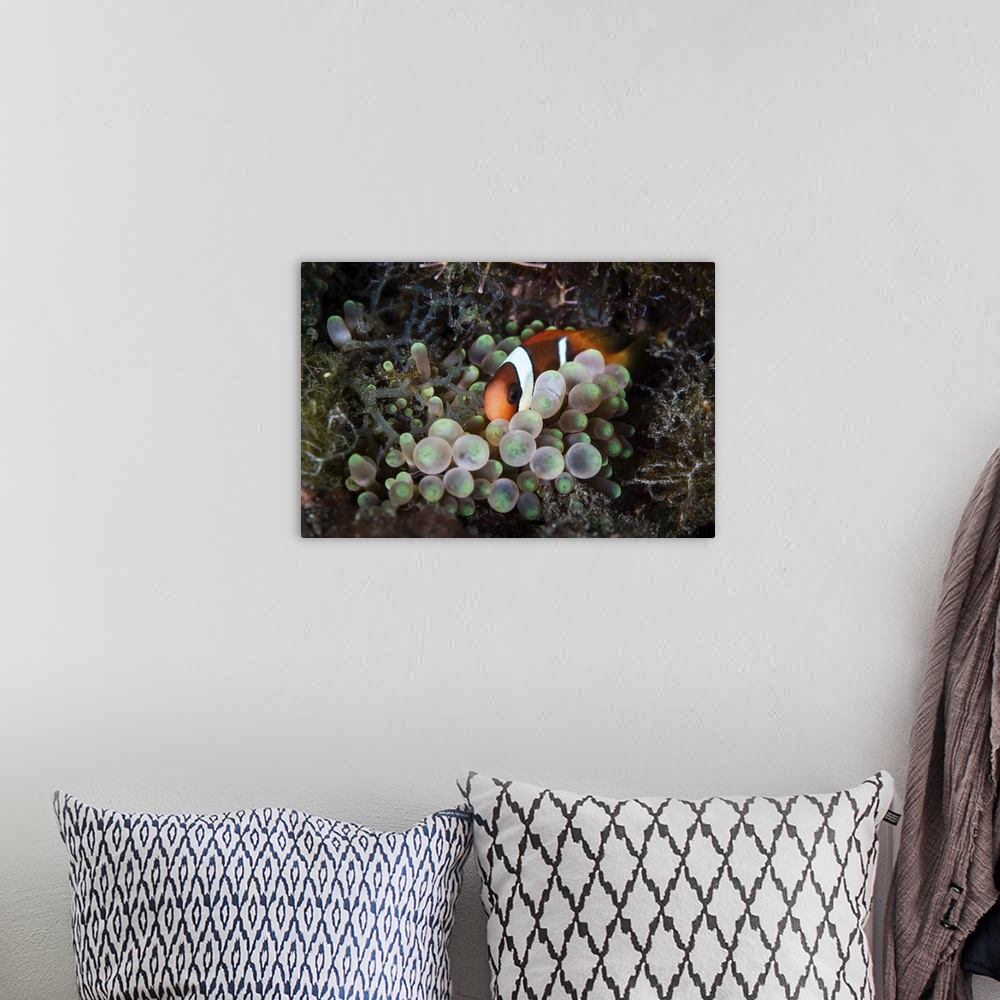 A bohemian room featuring A young red and black anemonefish snuggles into its host anemone.