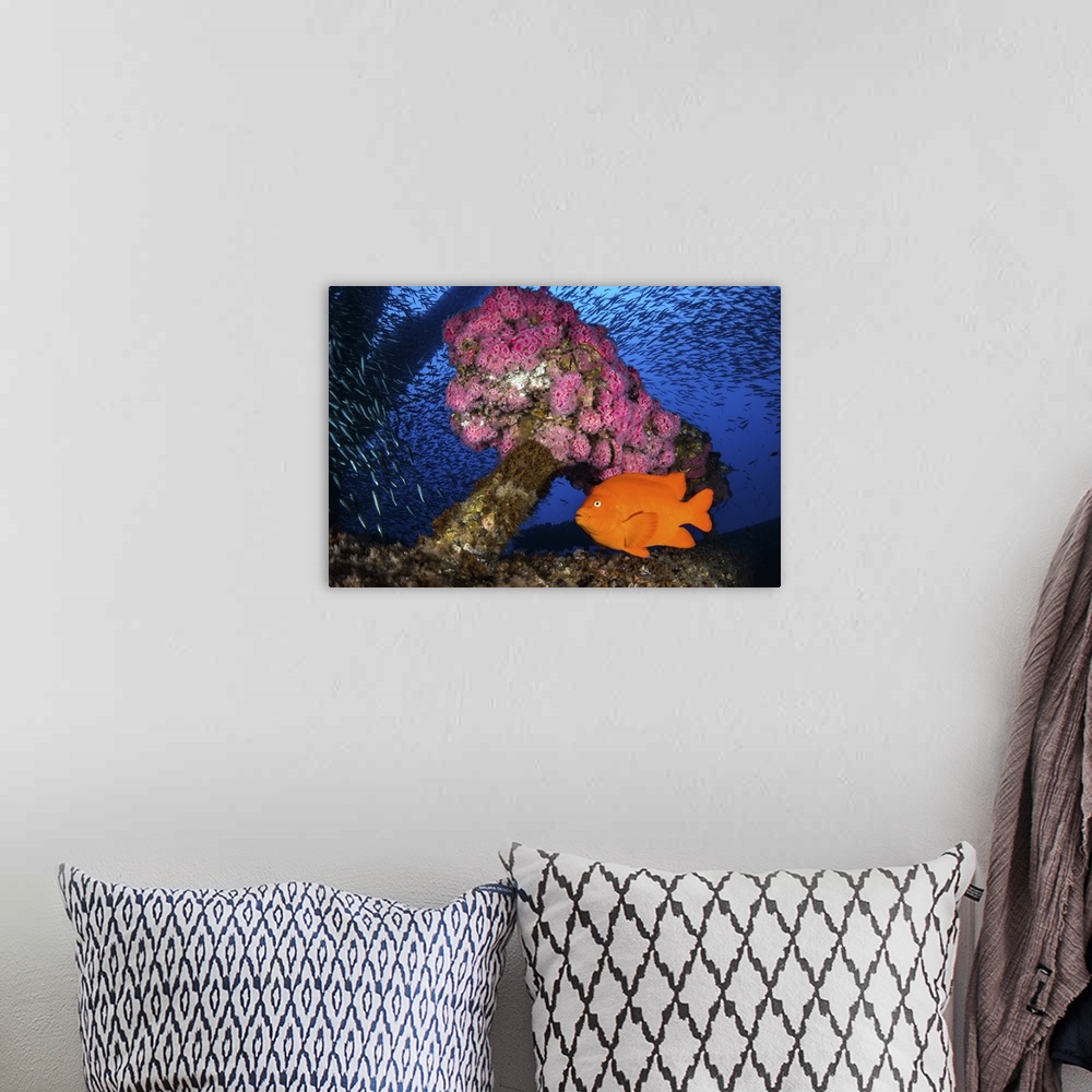 A bohemian room featuring Anemone's decorate the structure of the oil rig with Garibaldi and baitfish.