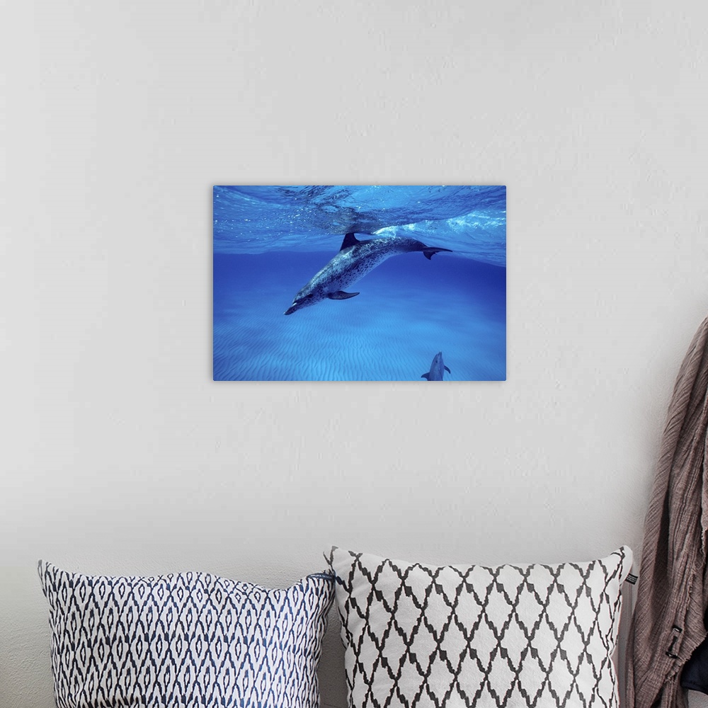 A bohemian room featuring Atlantic spotted dolphin (Stenella frontalis) on the Grand Bahamas Bank.