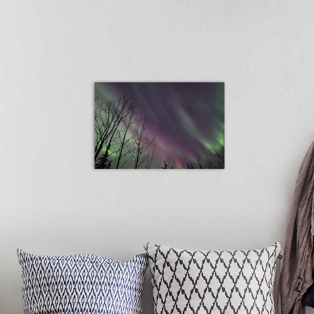 A bohemian room featuring Aurora borealis with trees, Whitehorse, Yukon, Canada.
