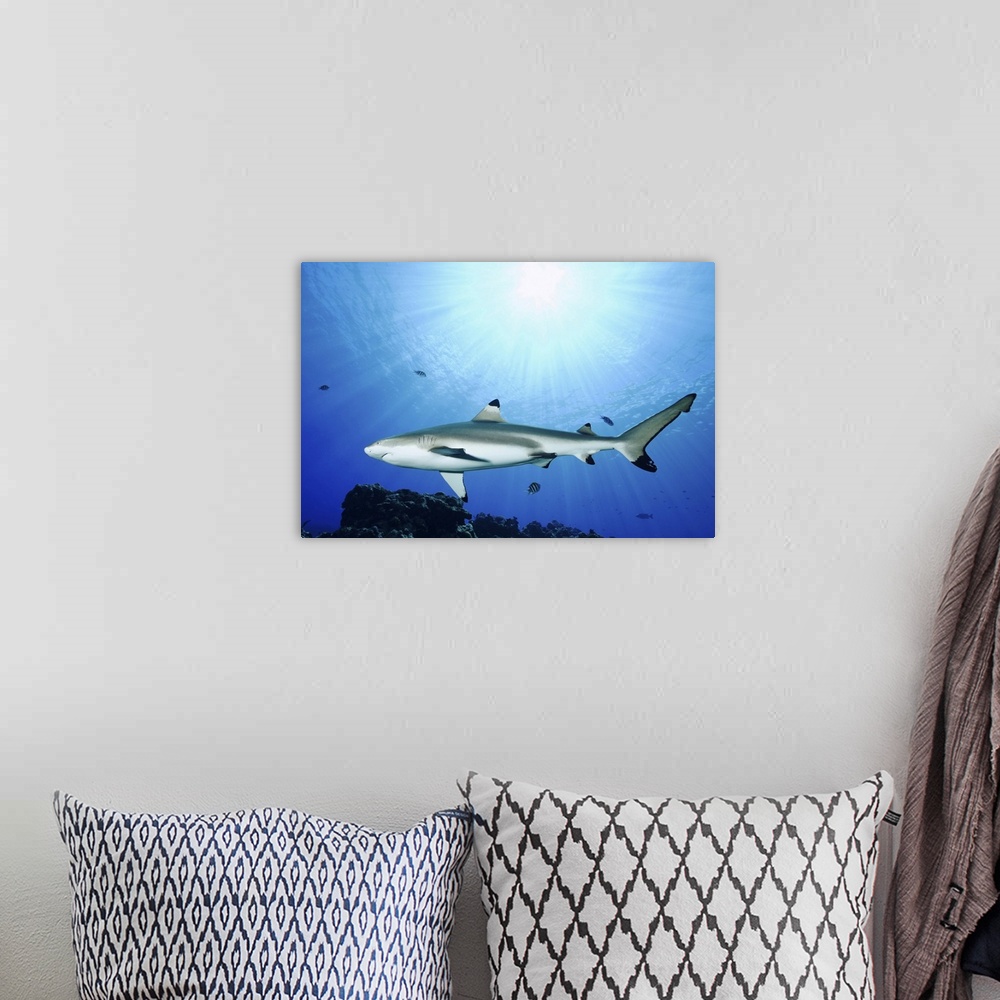 A bohemian room featuring Blacktip reef shark, Yap, Micronesia.