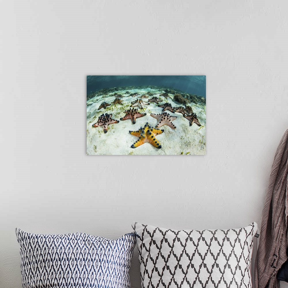 A bohemian room featuring Chocolate chip starfish cling to the seafloor in Komodo National Park, Indonesia.
